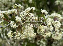 Image result for Gymnosporia buxifolia