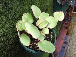 Image result for Begonia scutifolia