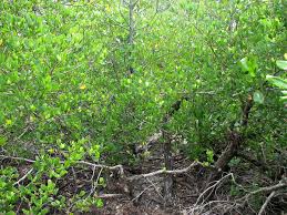 Image result for Faurea racemosa