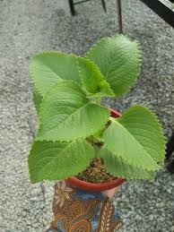 Informasi untuk biaya bangun rumah kini sudah tersedia di berbagai situs maupun blog yang membahas tentang. Agroteknologi Dan Perladangan Ucam Pokok Bangun Bangun Plectranthus Amboinensis Atau Dikenali Juga Dengan Ati Ati Hijau Biasa Ditanam Sebagai Ulaman Dan Penyedap Rasa Dalam Masakan Pucuk Mudanya Dijadikan Ramuan Untuk Sambal Tempoyak Ia