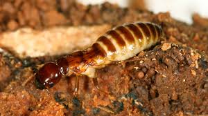 Image result for Cadaba termitaria