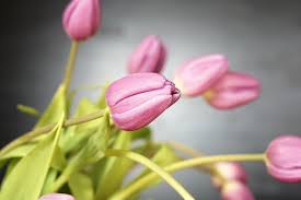 Diantara beragam jenis bunga di dunia ini, bunga tulip atau memiliki nama latin tulipa merupakan salah satu yang paling dikagumi banyak orang. 7 Daftar Tanaman Hias Rumah Beracun Salah Satunya Tulip Ringtimes Bali
