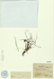 Image result for Pycreus pumilus