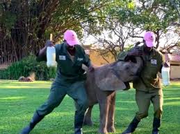 A dance challenge that went viral, jerusalema is inspiring the world with its message of faith and deeply south african roots. The Jerusalema Dance Challenge Is Now Getting Elephants And Giraffes Jiving Video 2oceansvibe News South African And International News