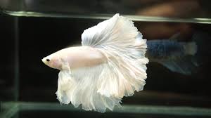 Buying rare platinum betta fish and new aquarium set up! Live Betta Fish Male Solid Color White Platinum Perfect Rosetail Halfmoon 955 Youtube