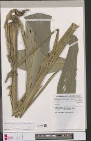 Image result for Renealmia africana