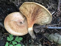 Image result for Clutia paxii