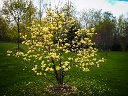 We did not find results for: Butterflies Magnolia For Sale Online The Tree Center