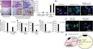 Fabp4 Has A Key Role In The Interaction Of Cancer Cells With Download Scientific Diagram