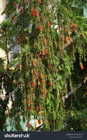 Image result for Melaleuca leucadendron