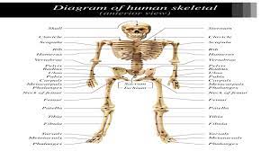 The skeletal system anatomy | health life media these pictures of this page are about:human body bones diagram. Diagram Pig Bone Diagram Full Version Hd Quality Bone Diagram Ipdiagram Vocatio2008 It