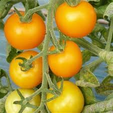 Productive Grappes De Fruits De 50 G Environ Chair Fruitee Sucree A Deguster Nature Jardin Potager Potager Tomates