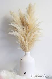 Dried Pampas Grass In Natural Color 6 Stems Per Bunch 30 32 Tall Pampas Grass Decor Dried Flowers Grass Decor