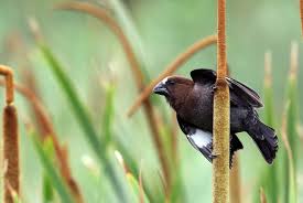 Image result for Grewia mildbraedii