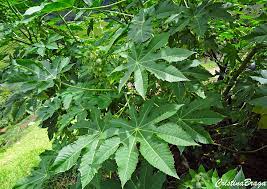 Um equívoco comum é que a inflorescência do girassol se viraria para ficar de frente para o sol a medida que ele atravessa o céu. Mamona Ricinus Communis Flores E Folhagens