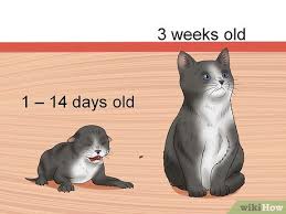 If you are committed to helping the newborn kittens and become their surrogate mother, then you will need to provide a safe, warm home for them. 4 Ways To Care For An Abandoned Kitten Wikihow Pet