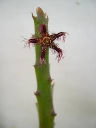 Image result for Asclepias adscendens