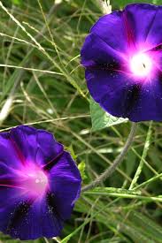 Image result for Ipomoea venosa