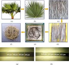 Image result for Borassus