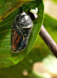 Black And White Striped Caterpillar With Orange Head Monarch Butterfly From Chrysalis To Flight Monarch Butterfly Monarch Butterfly Art