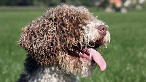 These hardy dogs can endure both these dogs are energetic and lively and are in their glory when allowed to romp and play. Spanish Water Dog Price Temperament Life Span