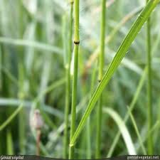 We did not find results for: Bromus Arvensis Brome Des Champs Genial Vegetal