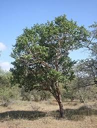 Image result for Ochna pulchra