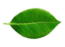 Image result for Plants With Simple Leaf