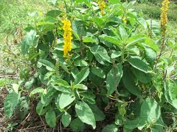 Image result for Crotalaria misella