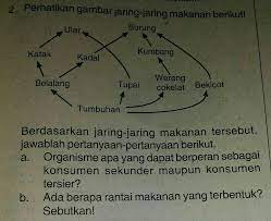 Ada Berapa Rantai Makanan Yang Terbentuk Sebutkan Brainly Co Id
