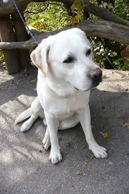 Image result for labrador retrívr