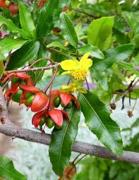 Image result for Ochna kirkii