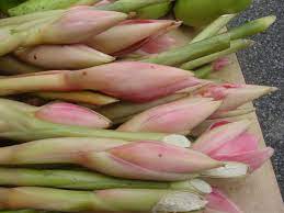 Nonya Life Bunga Kantan Ginger Flower Torch Ginger Flower Bunga