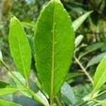 Image result for Elaeodendron orientale