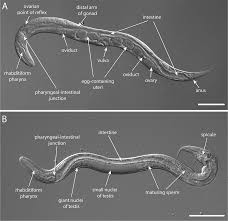 Image result for Strongyloides