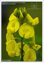 Image result for Crotalaria senegalensis