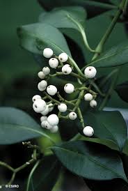 Image result for Psychotria ceratoloba
