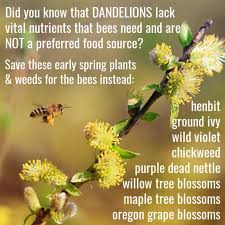 Check spelling or type a new query. Should You Save Dandelions For The Bees 6 Things To Consider