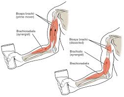 Posterior surface of humerus, inferior to origin of lateral head. 11 1 Describe The Roles Of Agonists Antagonists And Synergists Anatomy Physiology