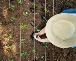 Snapdragons galore has got plenty of photos of snapdragons. How To Grow Snapdragons Blog Sierra Flower Farm