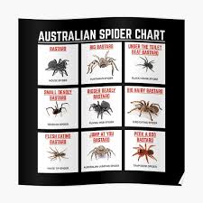 After joe accidentally arrived at the great before, he seeks help from 22 to get him back to his body before it's too late. Black Spider Posters Redbubble
