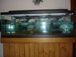 Turtle Tank Article