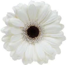 Wholesale yunnan real natural flower white black round box large size rose artificial red roses find. White Gerbera Daisy Black Center J R Roses Wholesale Flowers