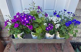 Image result for Pericallis