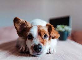 What Causes A Dog S Ears To Smell Learn Why And How To Clean Your Dog S Ears At Home Petmd