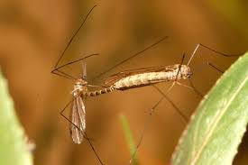 Image result for Aframmi longiradiatum