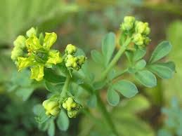 Image result for Ruta graveolens