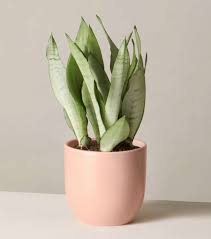 Plant daffodils or other early blooming plants, then plants that bloom when the daffodils fade, and more plants that bloom when those plants fade. Gardening 101 Sansevieria Gardenista