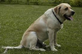Image result for labrador retrívr