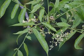 Image result for Lannea